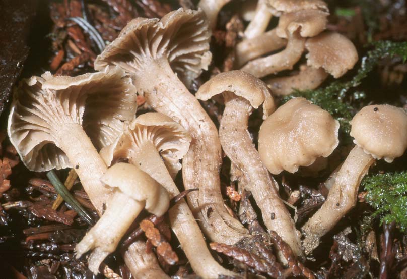 Hygrophorus foetens